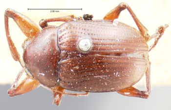 Media type: image; Entomology 9812   Aspect: habitus dorsal view